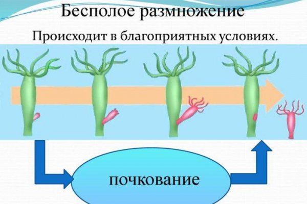 Блэк спрут поддержка